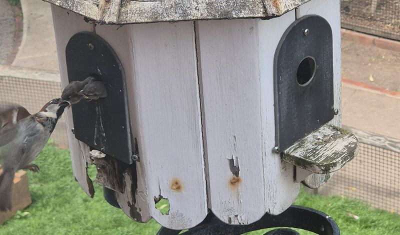 A shout out to all the incredible dads in the animal world! article image